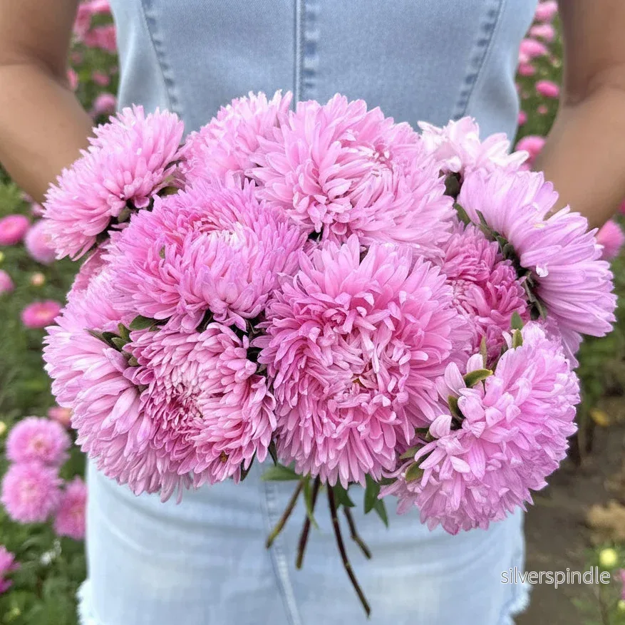 Sommaraster ‘King Size Pink’