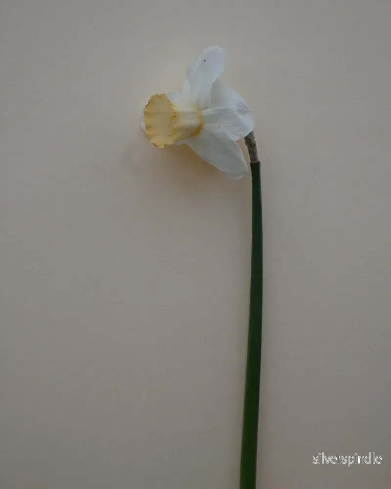 Narciss 'Salome' - Bild 2