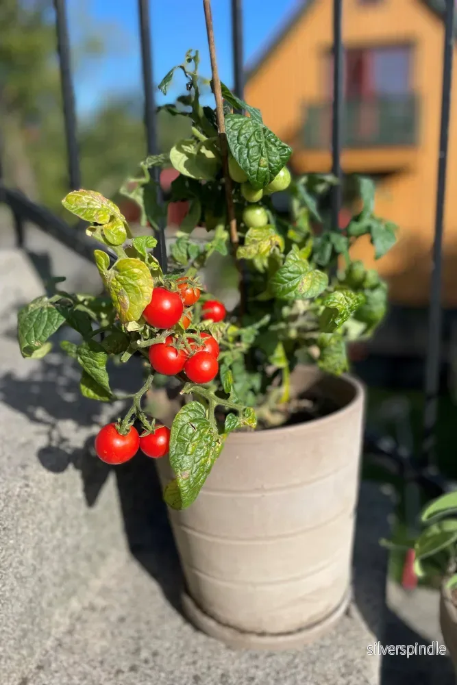 Körsbärstomat´Vilma´ - Bild 2