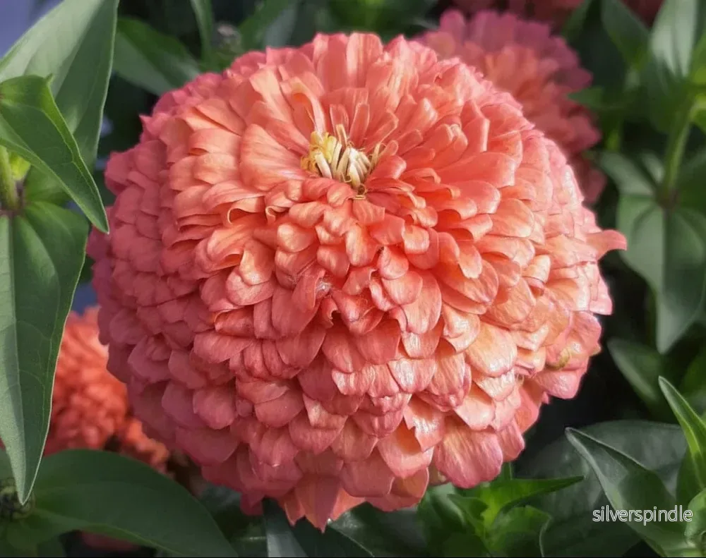 Zinnia ‘Benary Giant Salmon Rose’ - Bild 2