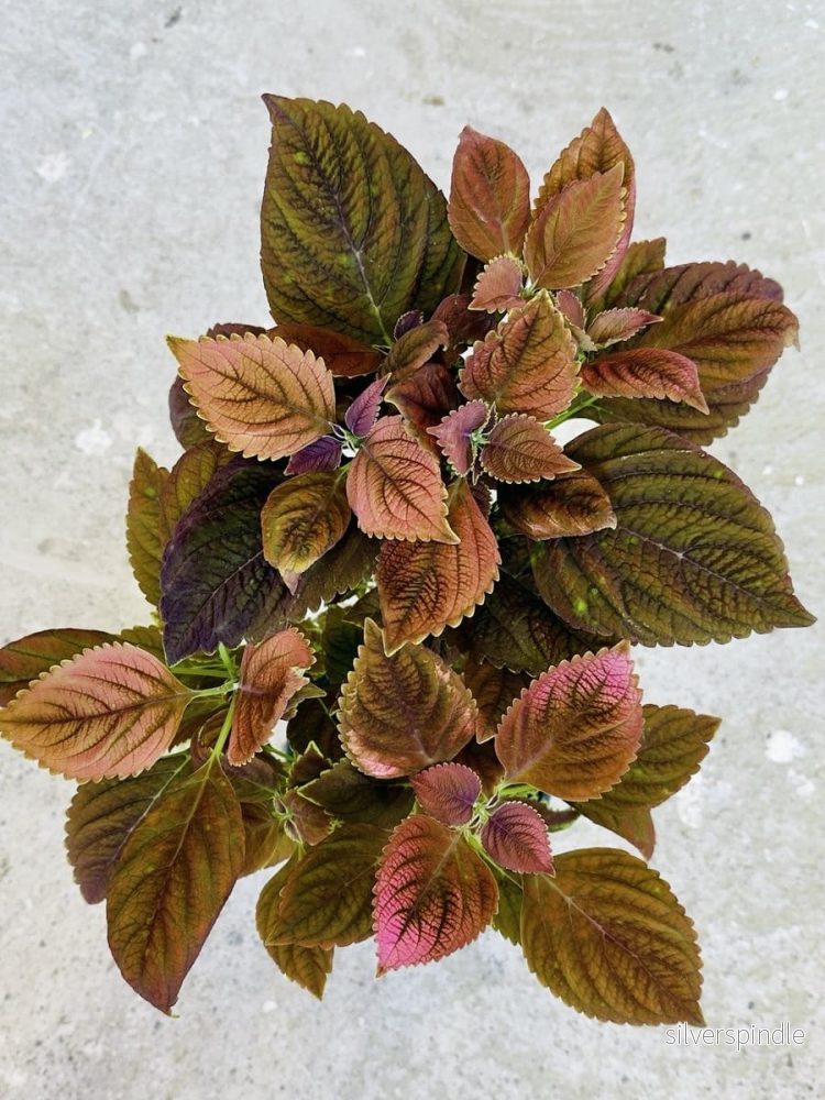 Palettblad ’Rustic Orange’ Palettblad ’Rustic Orange’