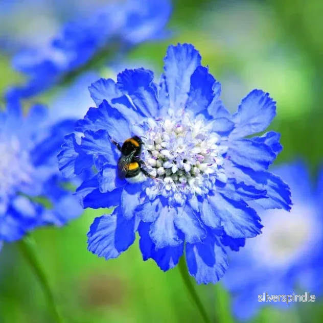 Jättevädd ’Fama Deep Blue’