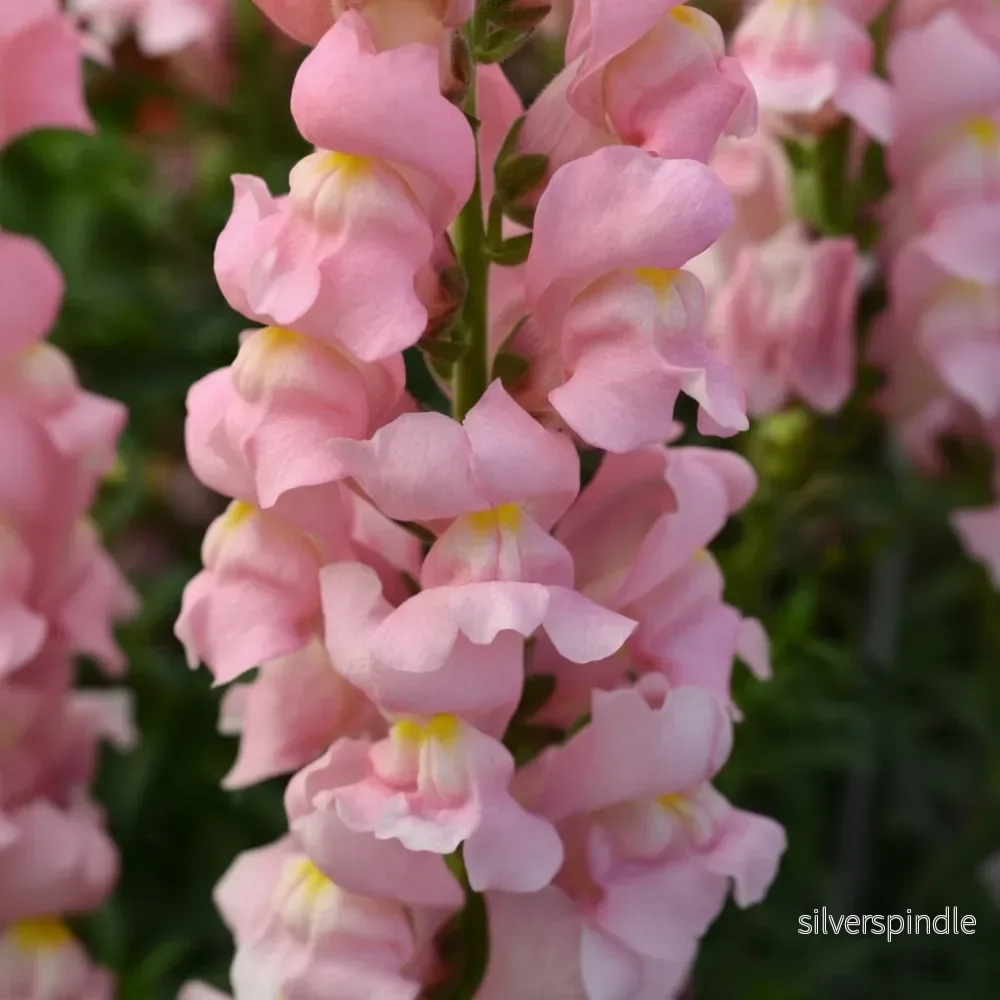 Lejongap ‘Rocket Pink’ F1 Lejongap ‘Rocket Pink’ F1