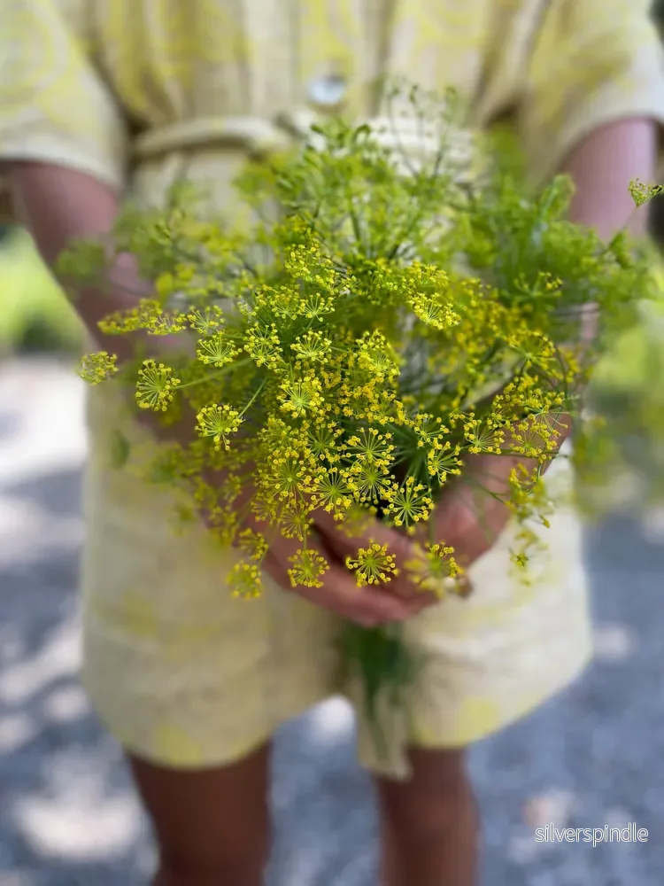 Dill 'Vierling' - Bild 2
