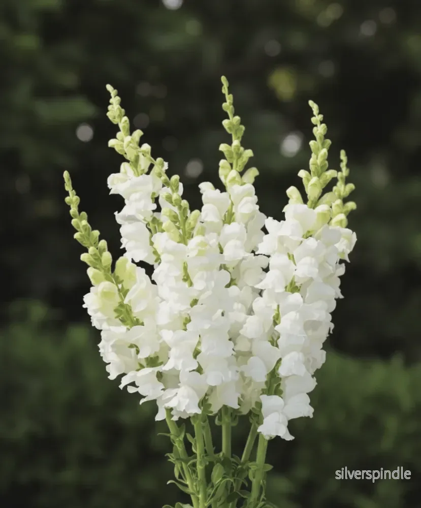 Lejongap ‘Snowflake’ Lejongap ‘Snowflake’