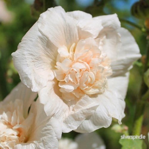 Stockros ‘Double Majorette Champagne’ Stockros ‘Double Majorette Champagne’