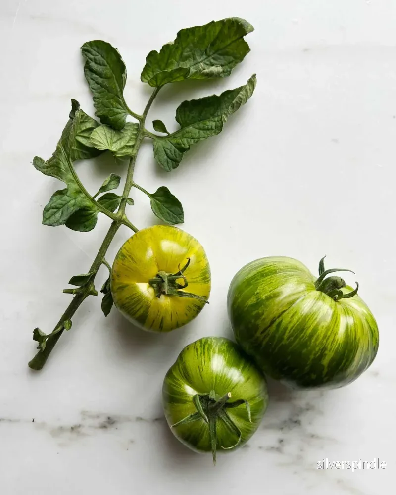 Tomat 'Green Zebra' Ekologisk - Bild 2