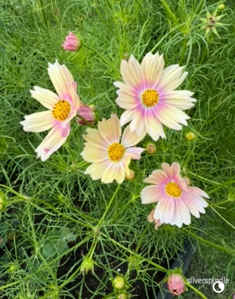 Rosenskära ‘Apricot Lemonade’ - Bild 2