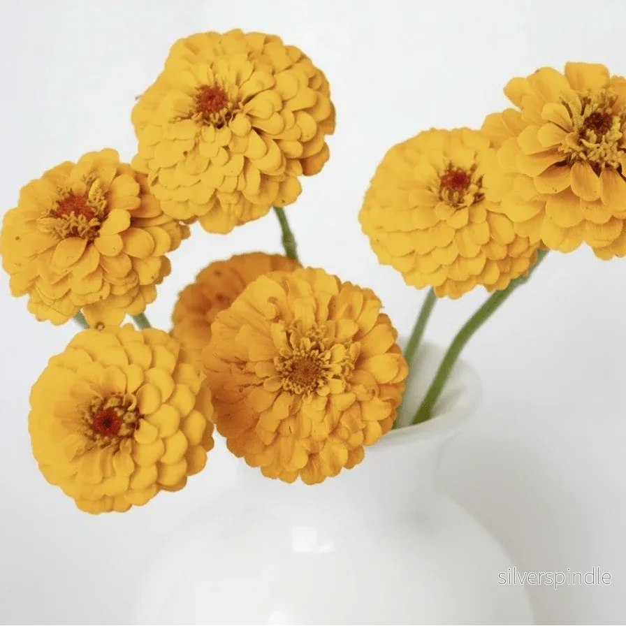 Zinnia ‘Oklahoma Golden Yellow’