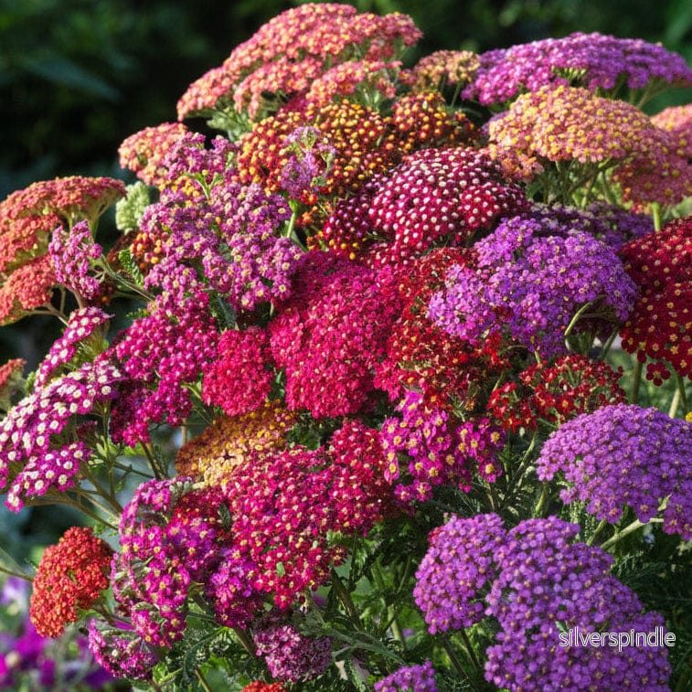 Röllika ‘Flowerburst Röda nyanser Mix’ Röllika ‘Flowerburst Röda nyanser Mix’