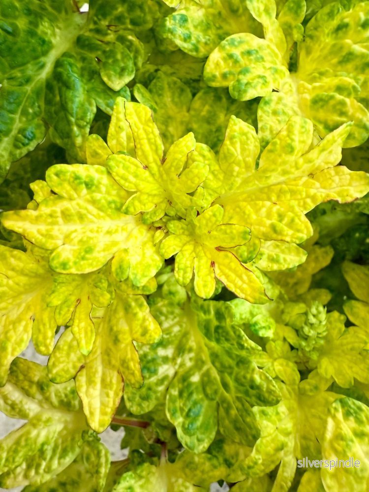 Palettblad ‘NN Guava’ - Bild 2