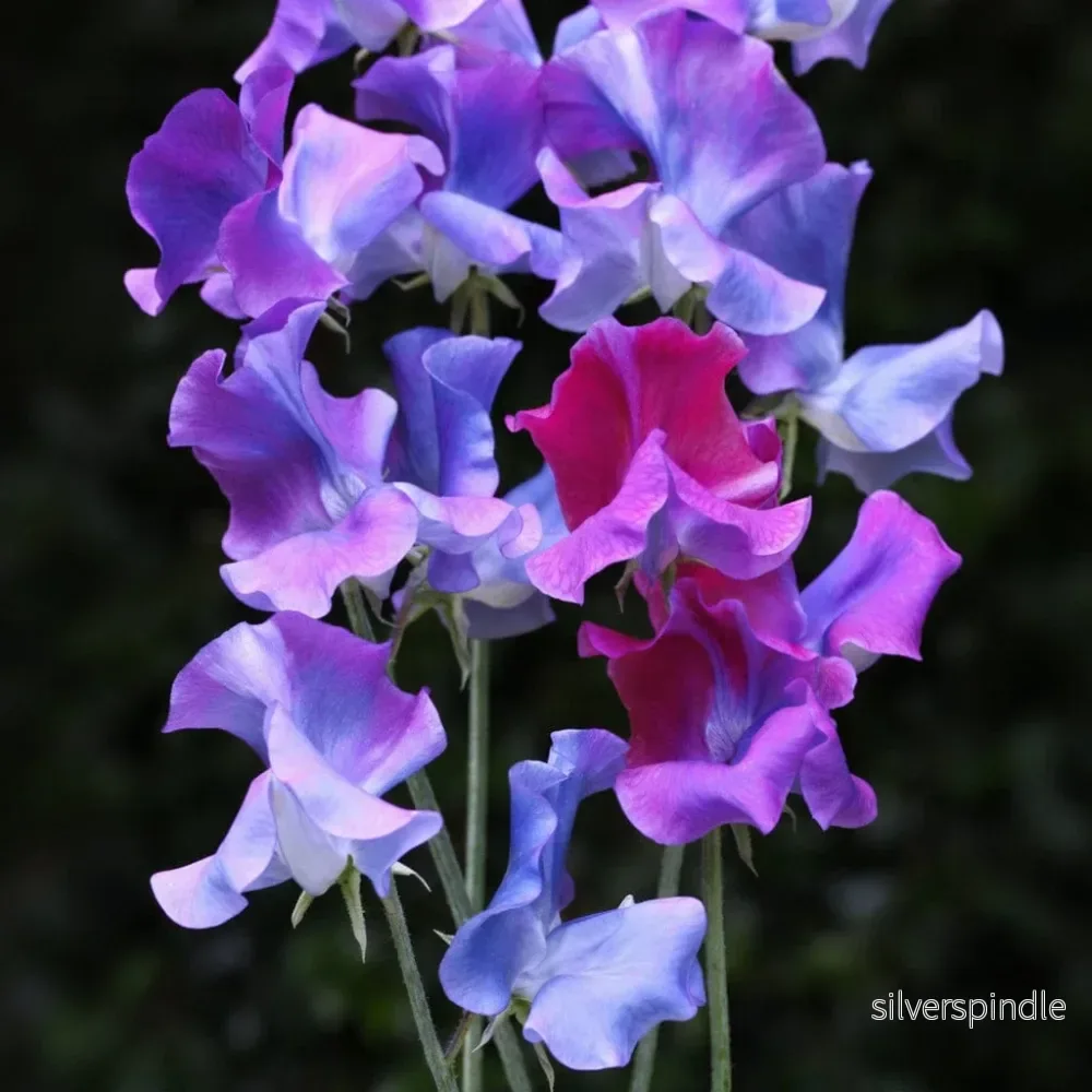Luktärt ’Blue Shift’
