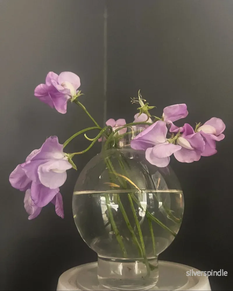 Luktärt 'Winter Sunshine Lavender' - Bild 2