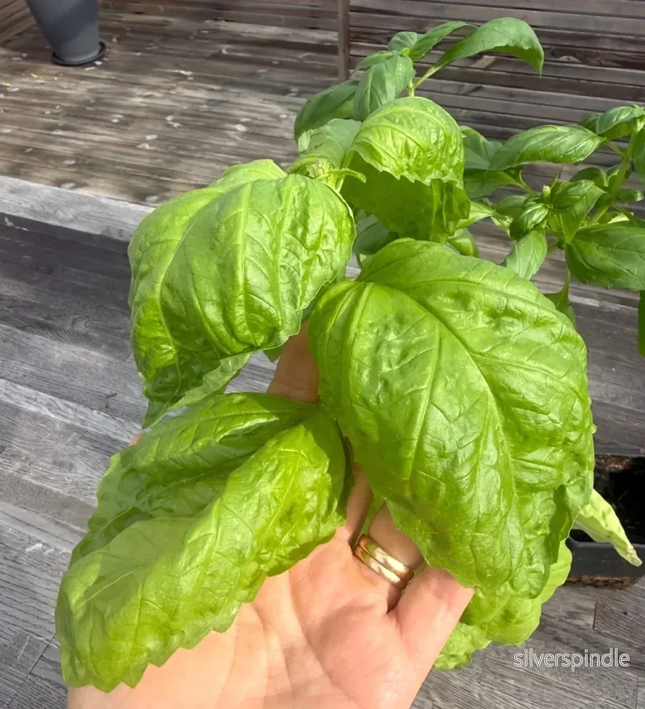 Basilika ‘Napoletano Lettuce Leaf’ – storbladig basilika för kök och sallader Basilika ‘Napoletano Lettuce Leaf’ – storbladig basilika för kök och sallader