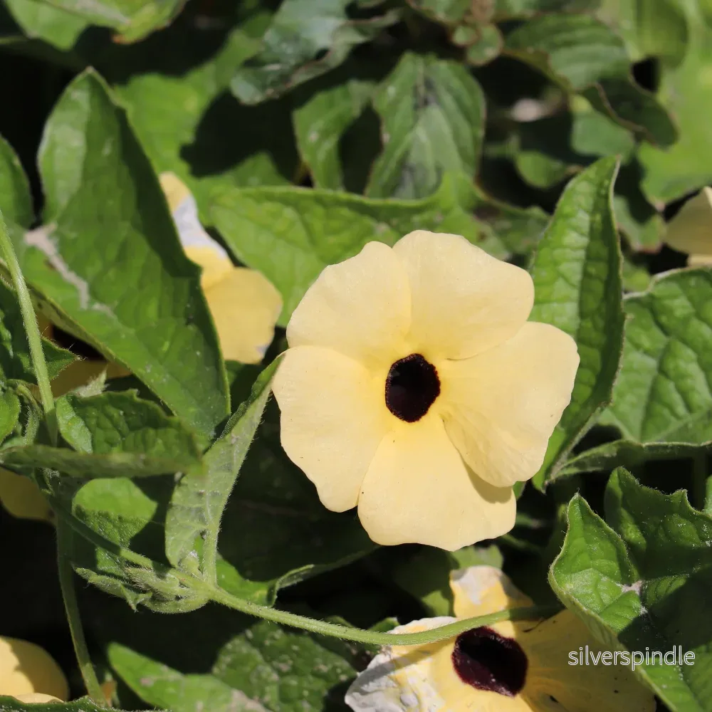 Svartöga ’Aurea Oculata’