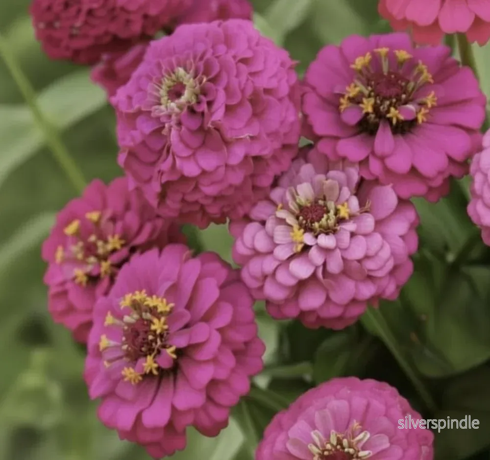 Zinnia ‘Oklahoma Carmine’ Zinnia ‘Oklahoma Carmine’