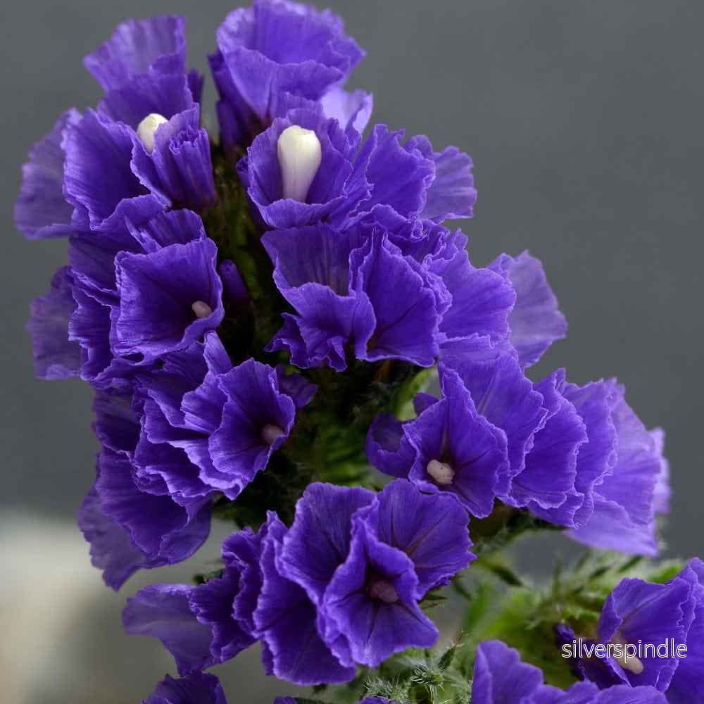 Risp ‘QIS Purple Attraction’ Risp ‘QIS Purple Attraction’