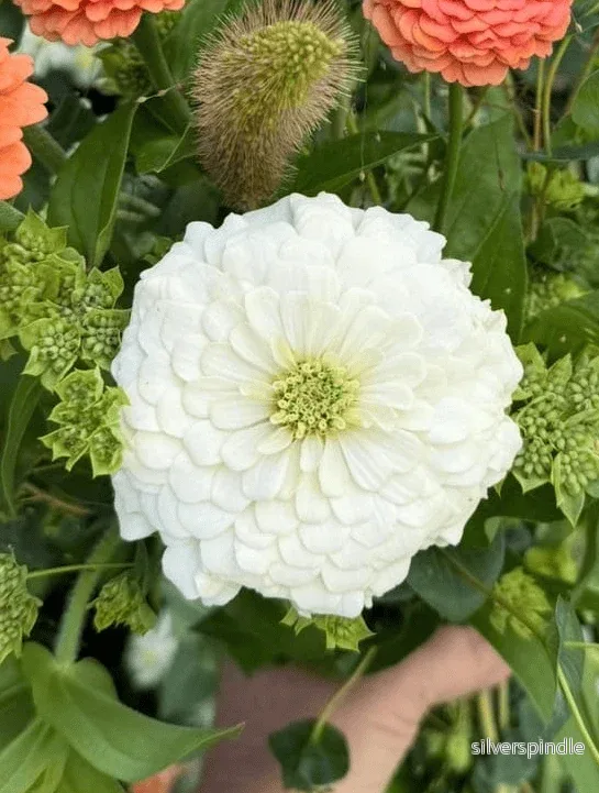 Zinnia ‘Polar Bear’