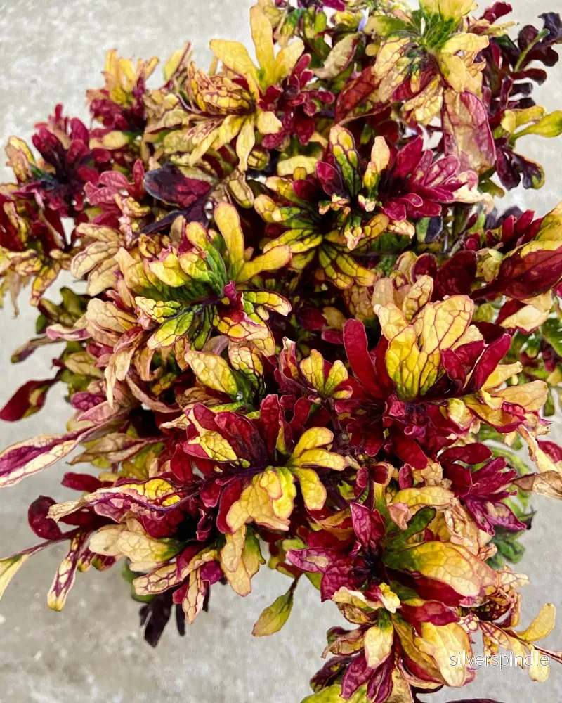 Palettblad ‘ColoRieem’