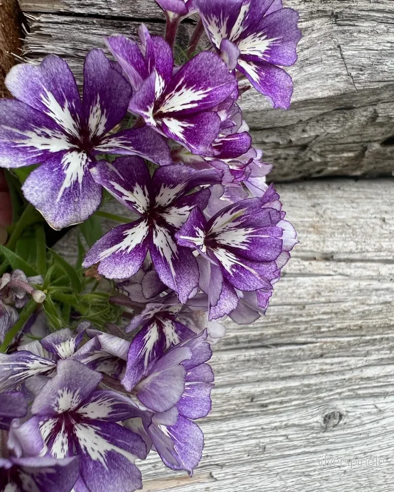 Sommarflox 'Suger Stars' - Nyhet! - Bild 3