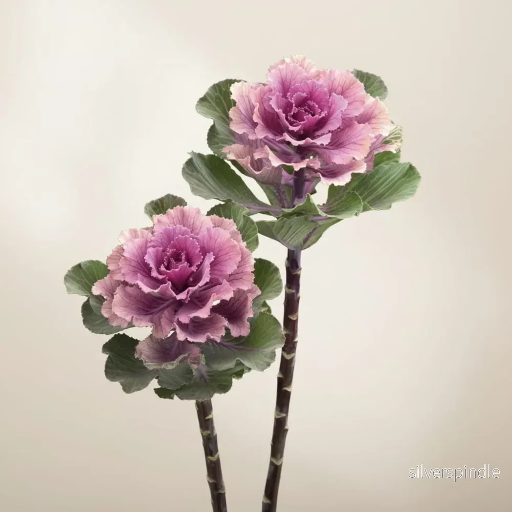 Prydnadskål ‘Flare Rose’ Prydnadskål ‘Flare Rose’