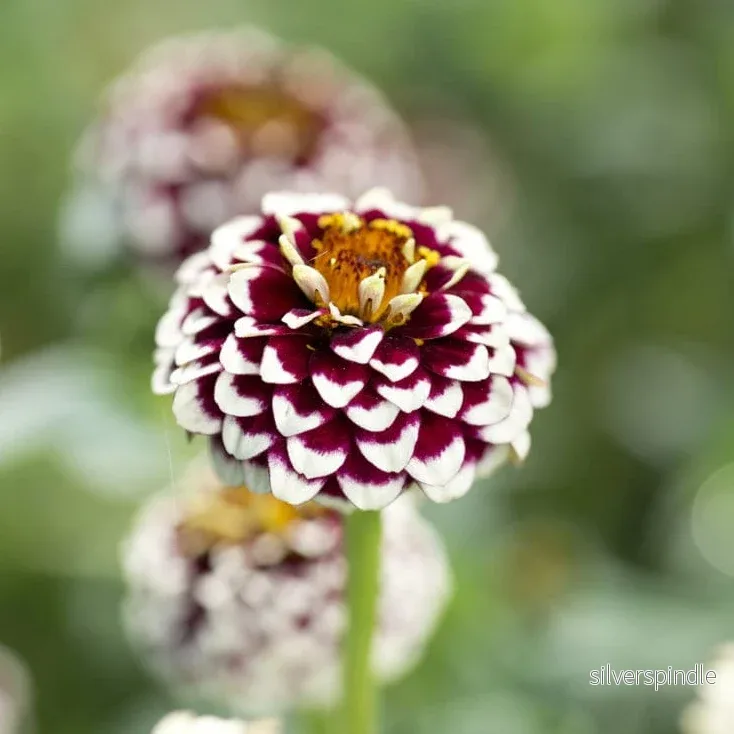 Zinnia ‘Jazzy Red’ - Bild 3