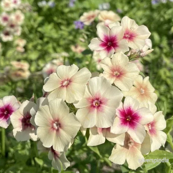 Sommarflox ‘Cherry Caramel’ - Bild 2