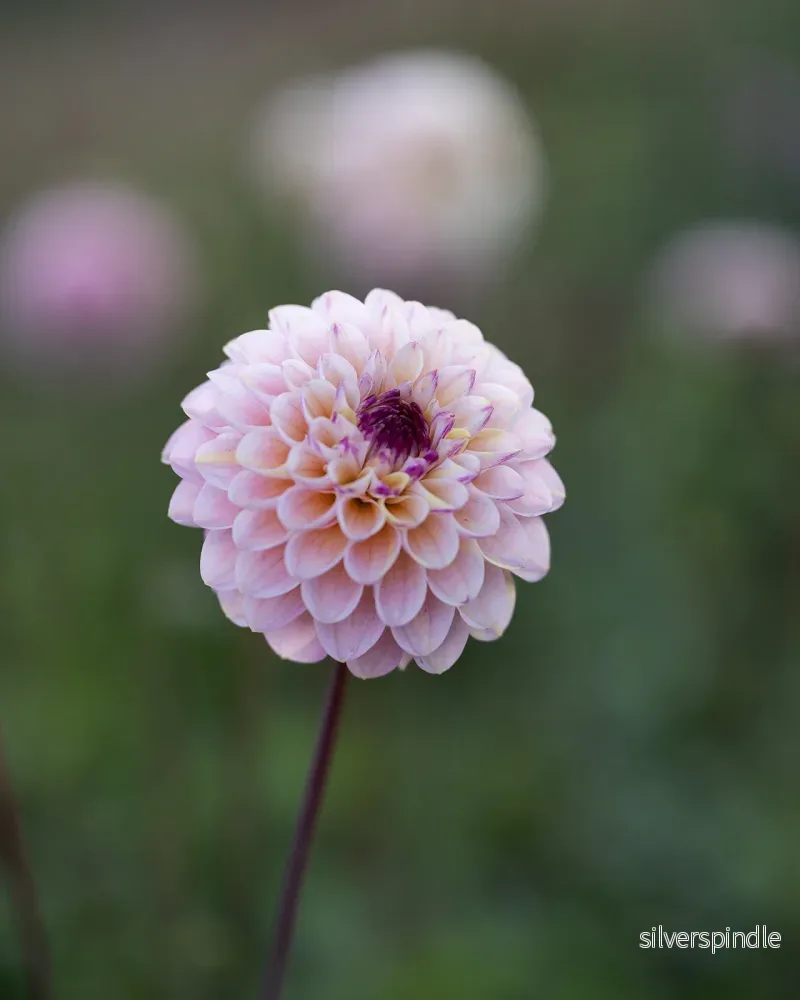 Dahlia ‘Wine Eyed Jill’ Dahlia ‘Wine Eyed Jill’