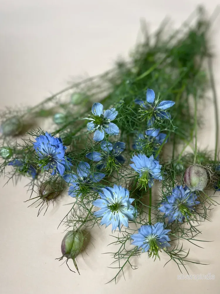 Nigella 'Miss Jekyll Darkblue' - Nyhet! - Bild 3