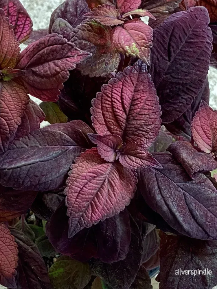 Palettblad ‘Talavera™ Chocolate Velveteen’ - Bild 2