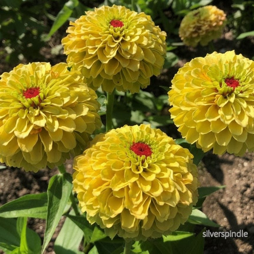 Zinnia ‘Queeny Lemon Peach’