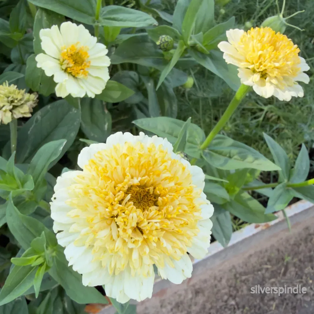 Zinnia ‘Cresto! Cream’ - Bild 2