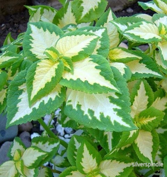 Palettblad ‘Wizard Jade’ Palettblad ‘Wizard Jade’