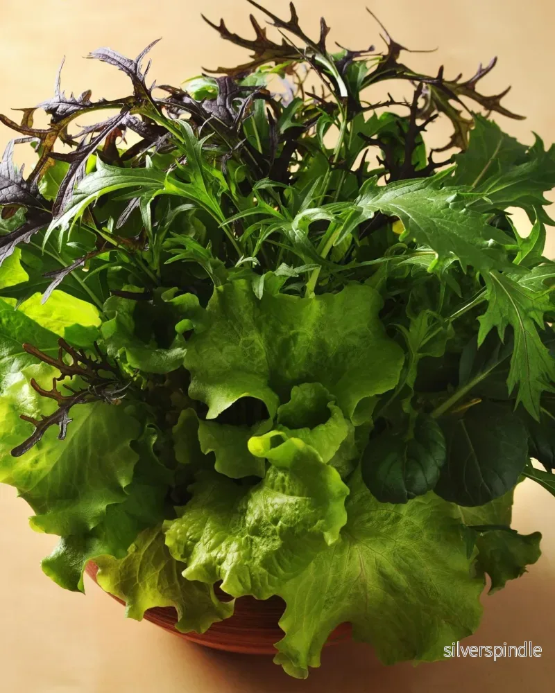 Sallad 'Gourmet Global Mixed' - Nyhet! - Bild 2