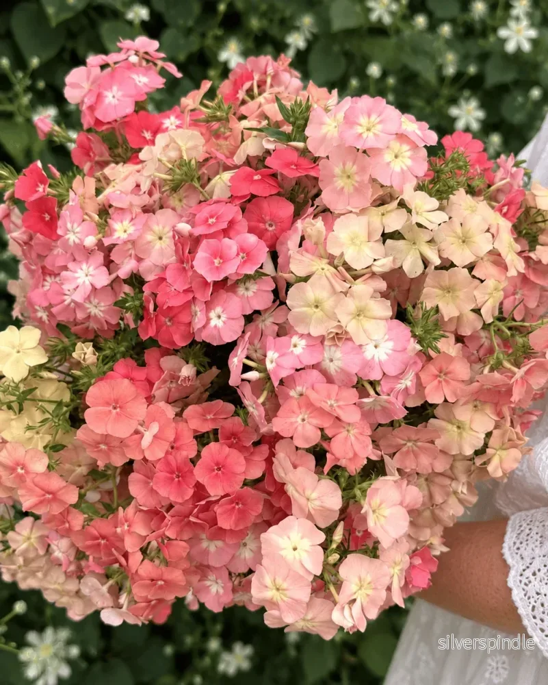 Sommarflox ‘Beauty Coral Reef’ Sommarflox ‘Beauty Coral Reef’