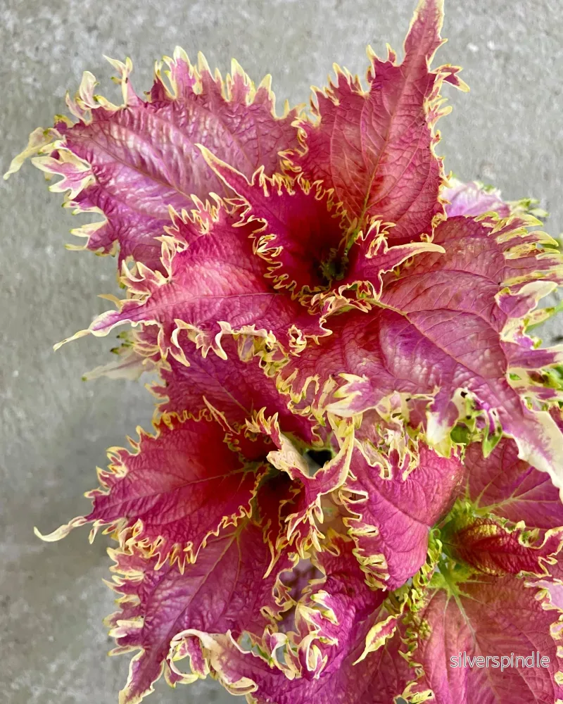 Palettblad ‘Pink Nikolina’ Palettblad ‘Pink Nikolina’
