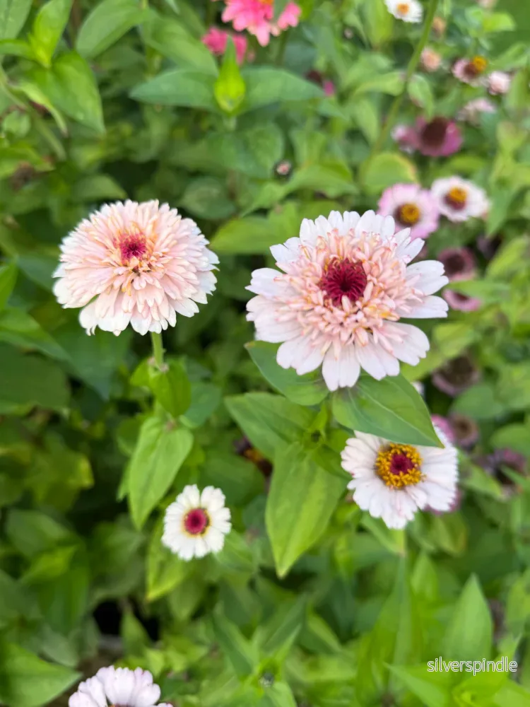 Zinnia ‘Zinderella Lilac’ Zinnia ‘Zinderella Lilac’