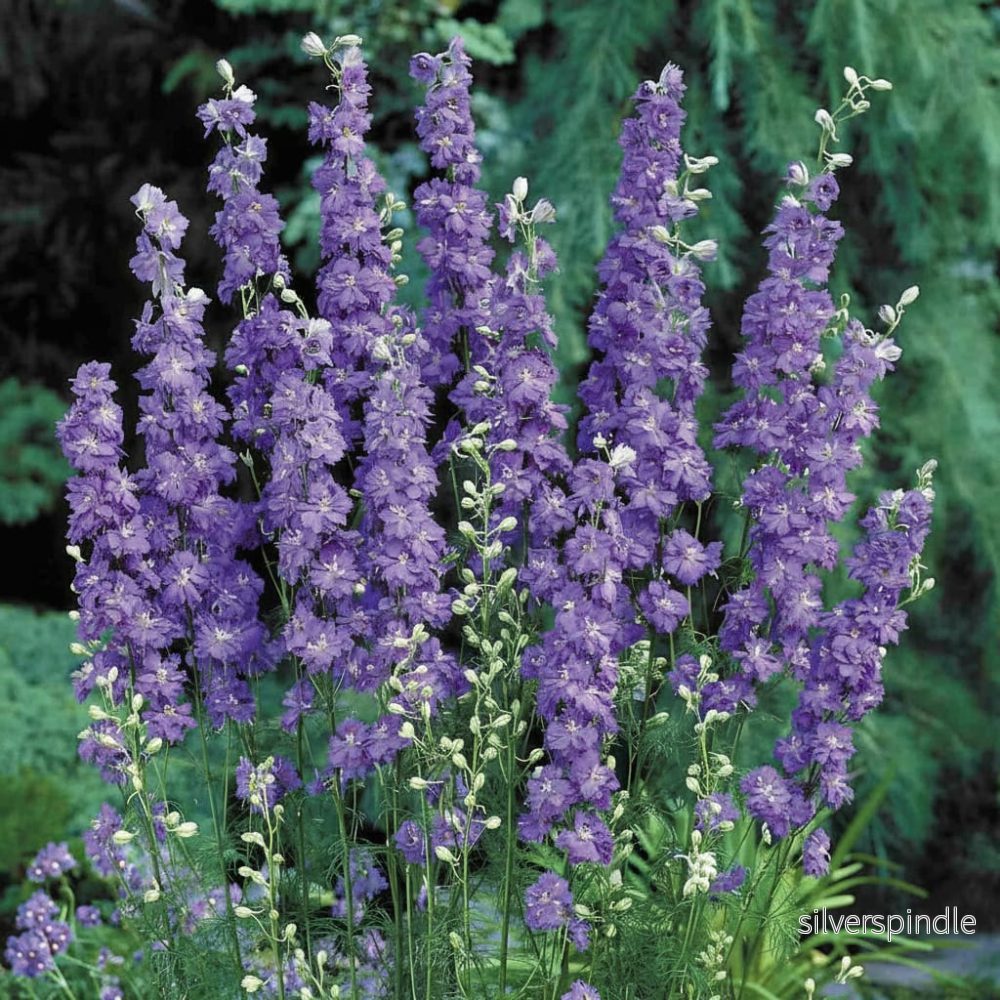 Riddarsporre ’Brisbane Deep Blue’ Riddarsporre ’Brisbane Deep Blue’