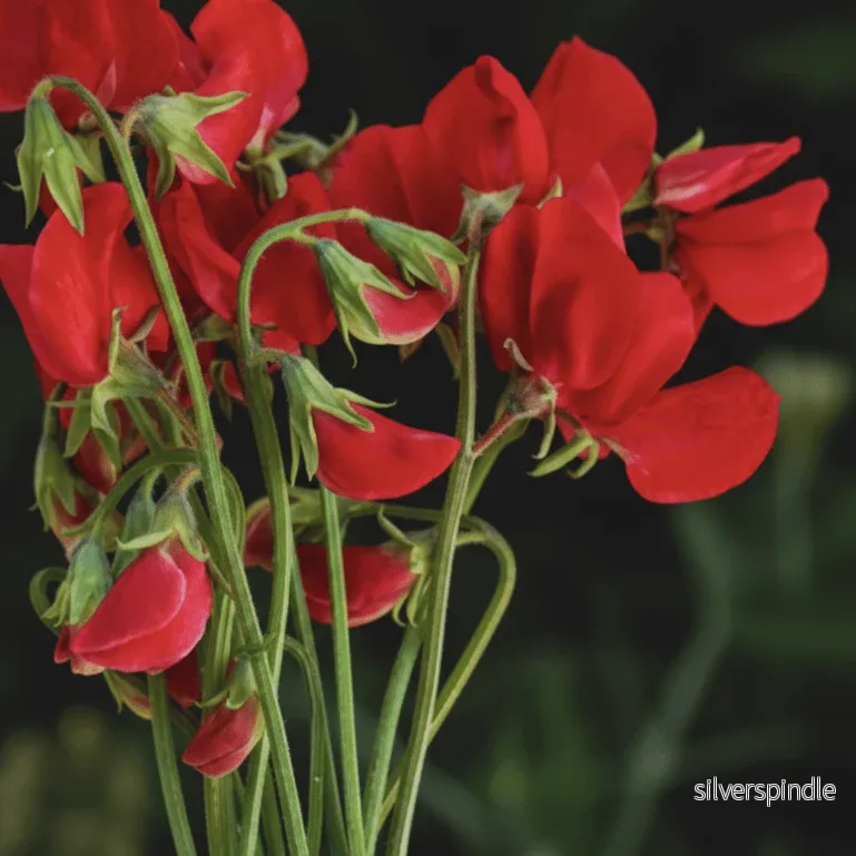 Luktärt ‘Royal Scarlet’ Luktärt ‘Royal Scarlet’