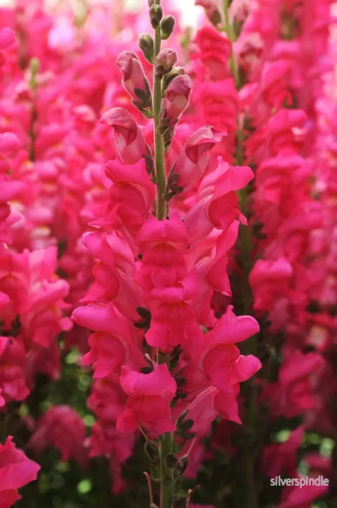 Lejongap ‘Potomac Cherry Rose’ F1 - Bild 3