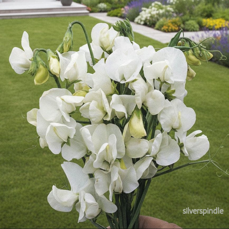 Luktärt ‘Royal White’ Luktärt ‘Royal White’