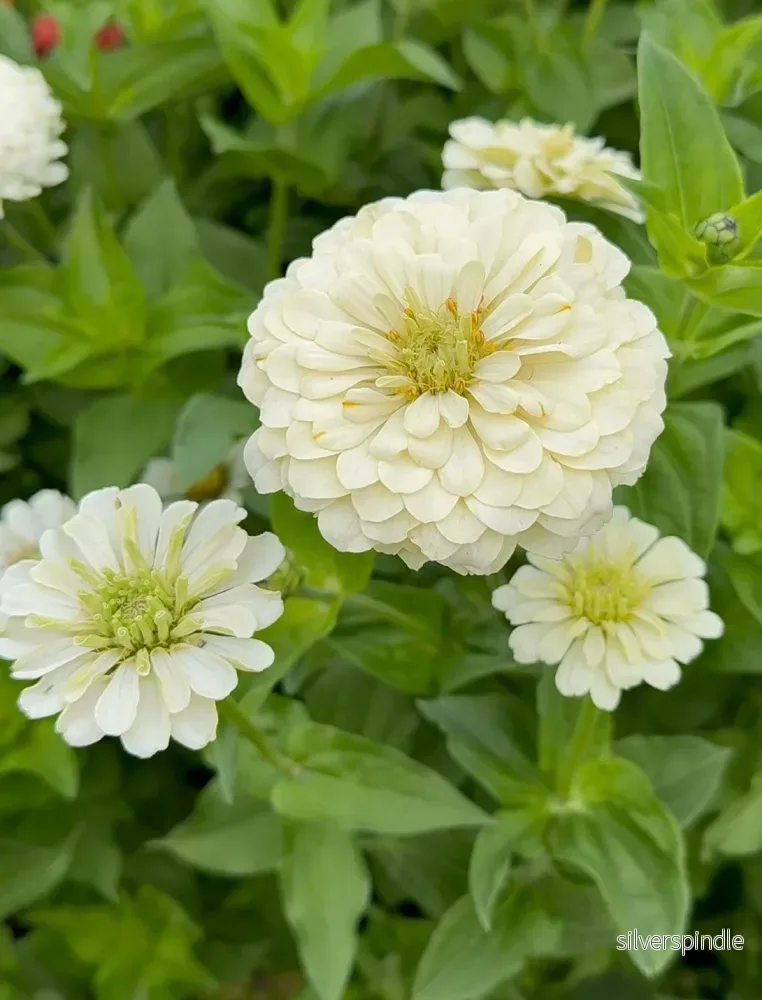 Zinnia ‘Polar Bear’ - Bild 2