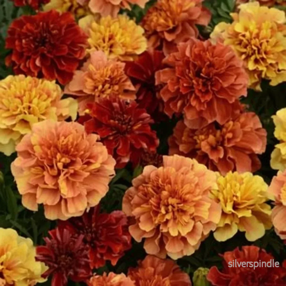 Sammetstagetes ’Strawberry Blonde’ Sammetstagetes ’Strawberry Blonde’