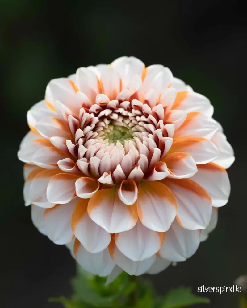 Dahlia ‘Tangerine Dream’ Dahlia ‘Tangerine Dream’