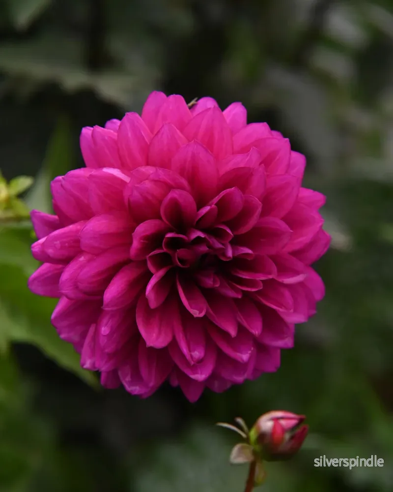 Dahlia ’Le Baron’