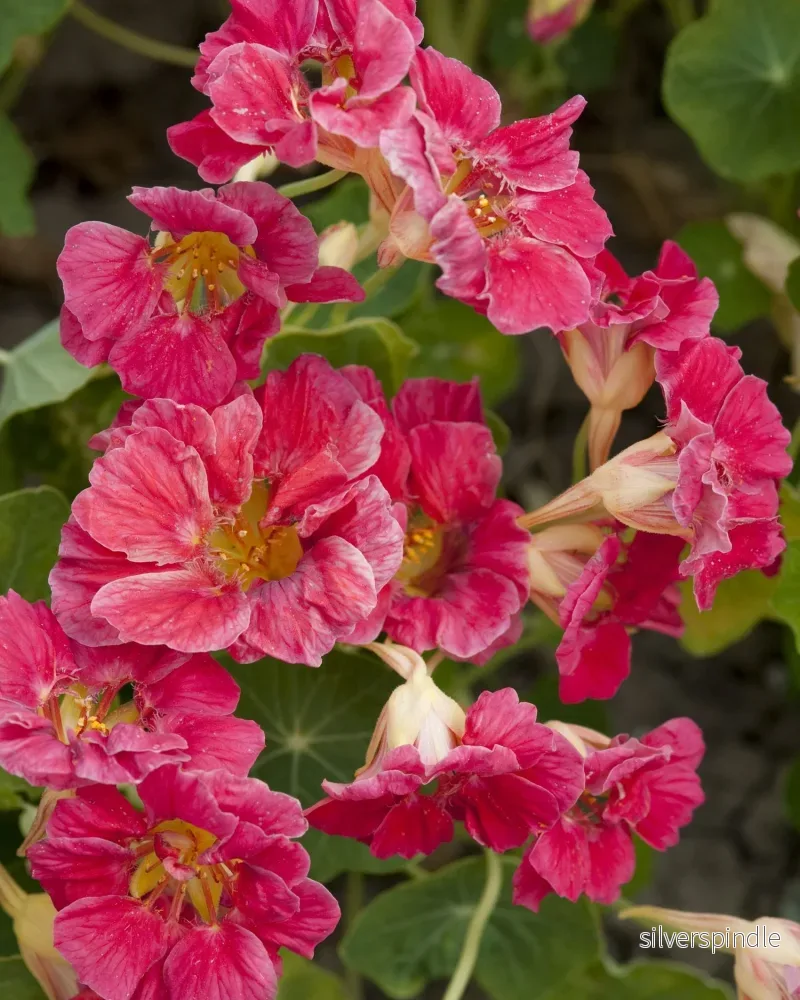 Buskkrasse 'Jewel Cherry Rose' - Nyhet! - Bild 2