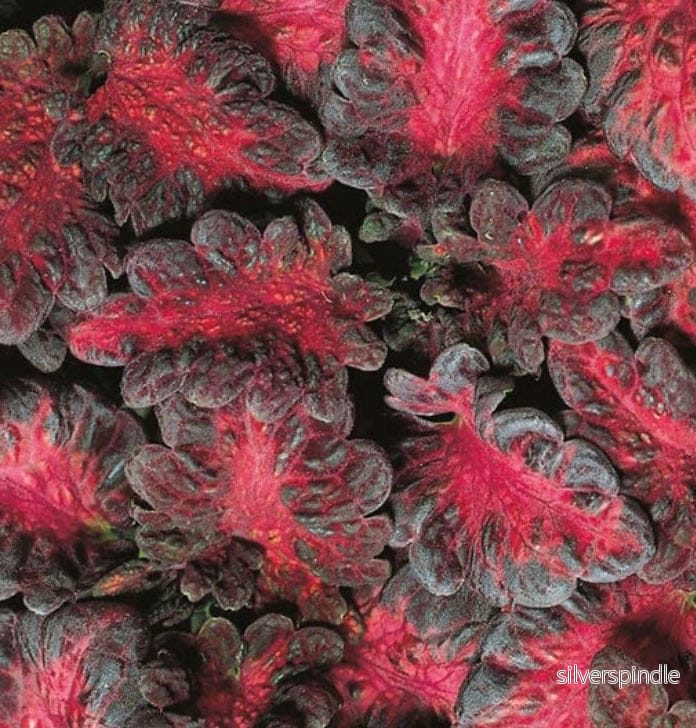 Palettblad ‘Black Dragon’ Palettblad ‘Black Dragon’