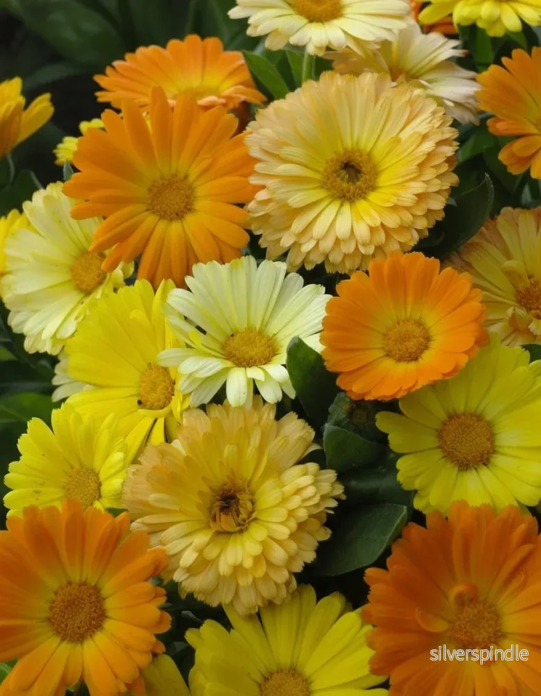 Ringblomma ‘Daisy Mix’ Ringblomma ‘Daisy Mix’