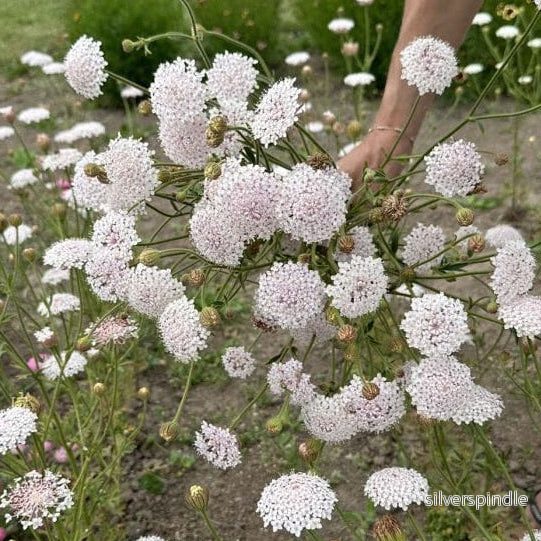Spetsblomma ‘Lace Pink’ - Bild 3