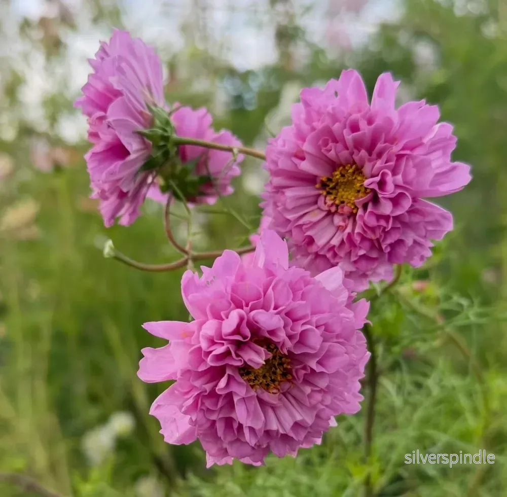 Rosenskära ‘Double Dutch Rose’ Rosenskära ‘Double Dutch Rose’